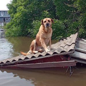 United For Animals shelter assists stray dogs in Ukraine after Kakhovsky Reservoir collapses.