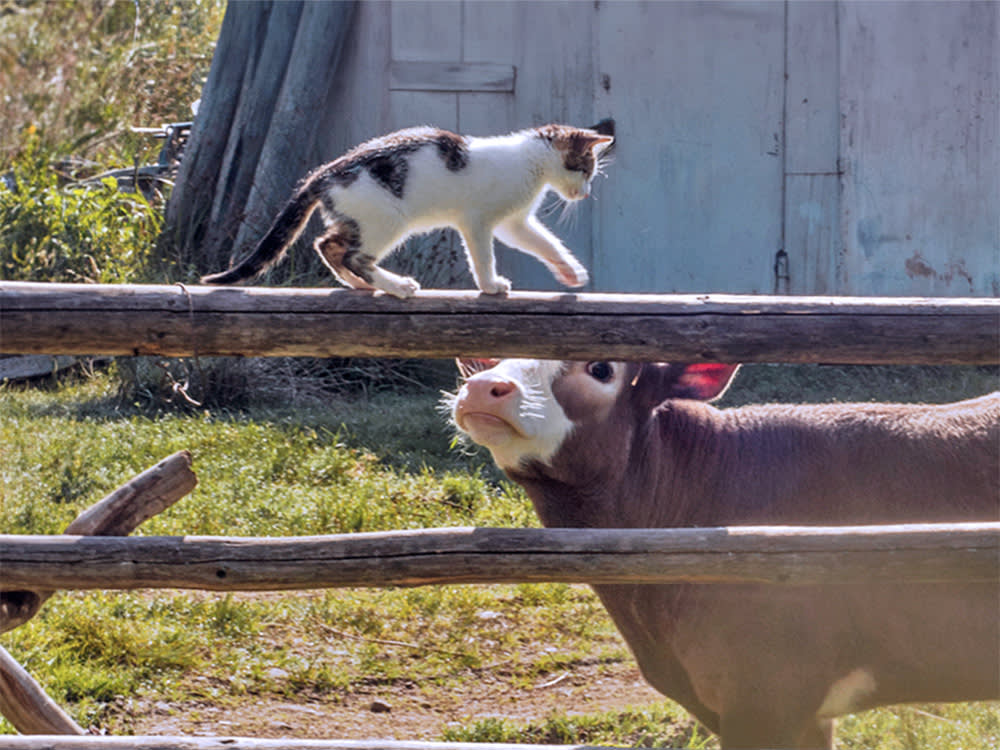 Calf looking up at a cat on a farm.