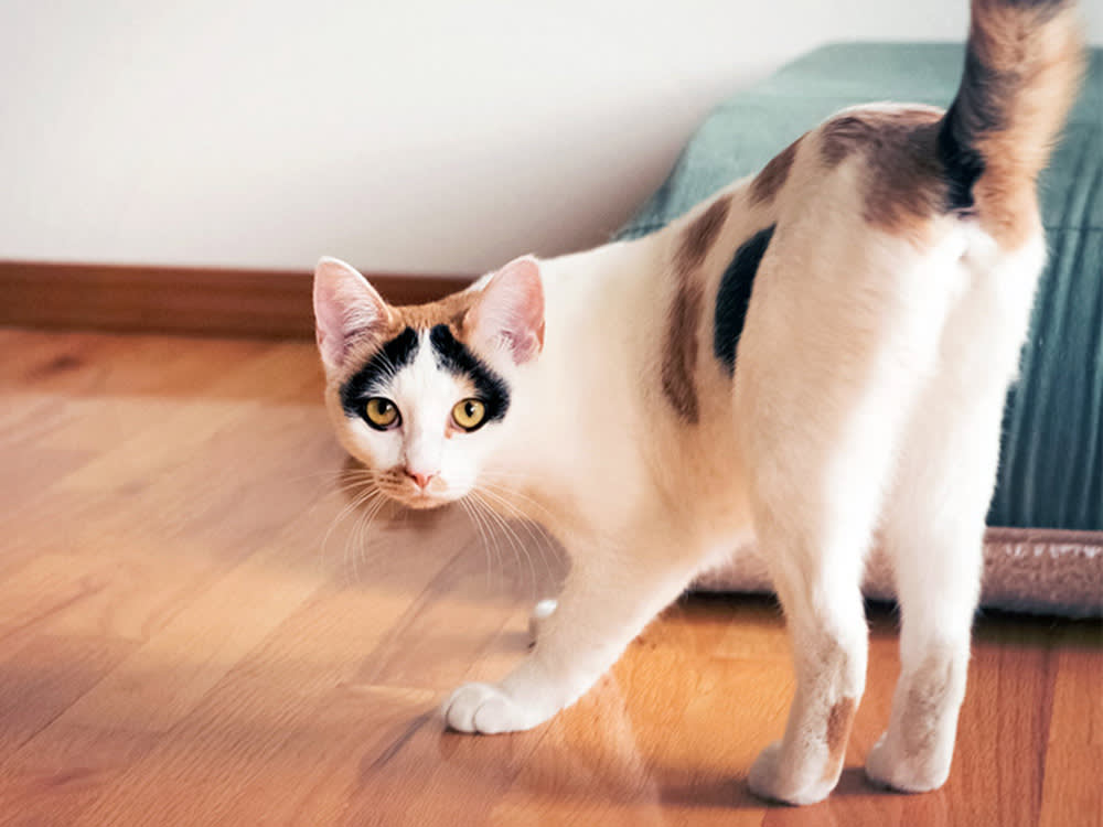 cat spraying with their tail up