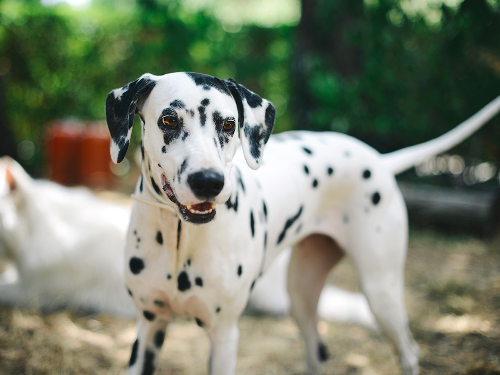 what is the population of dalmatian