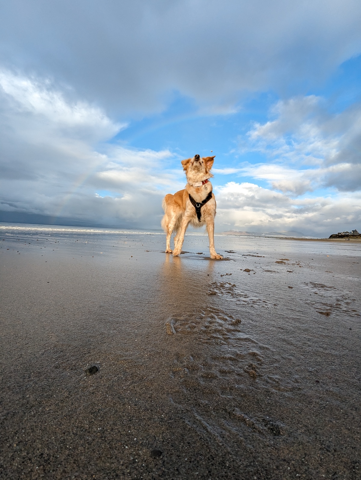 a dog howling on a beach underneath a rainbow
