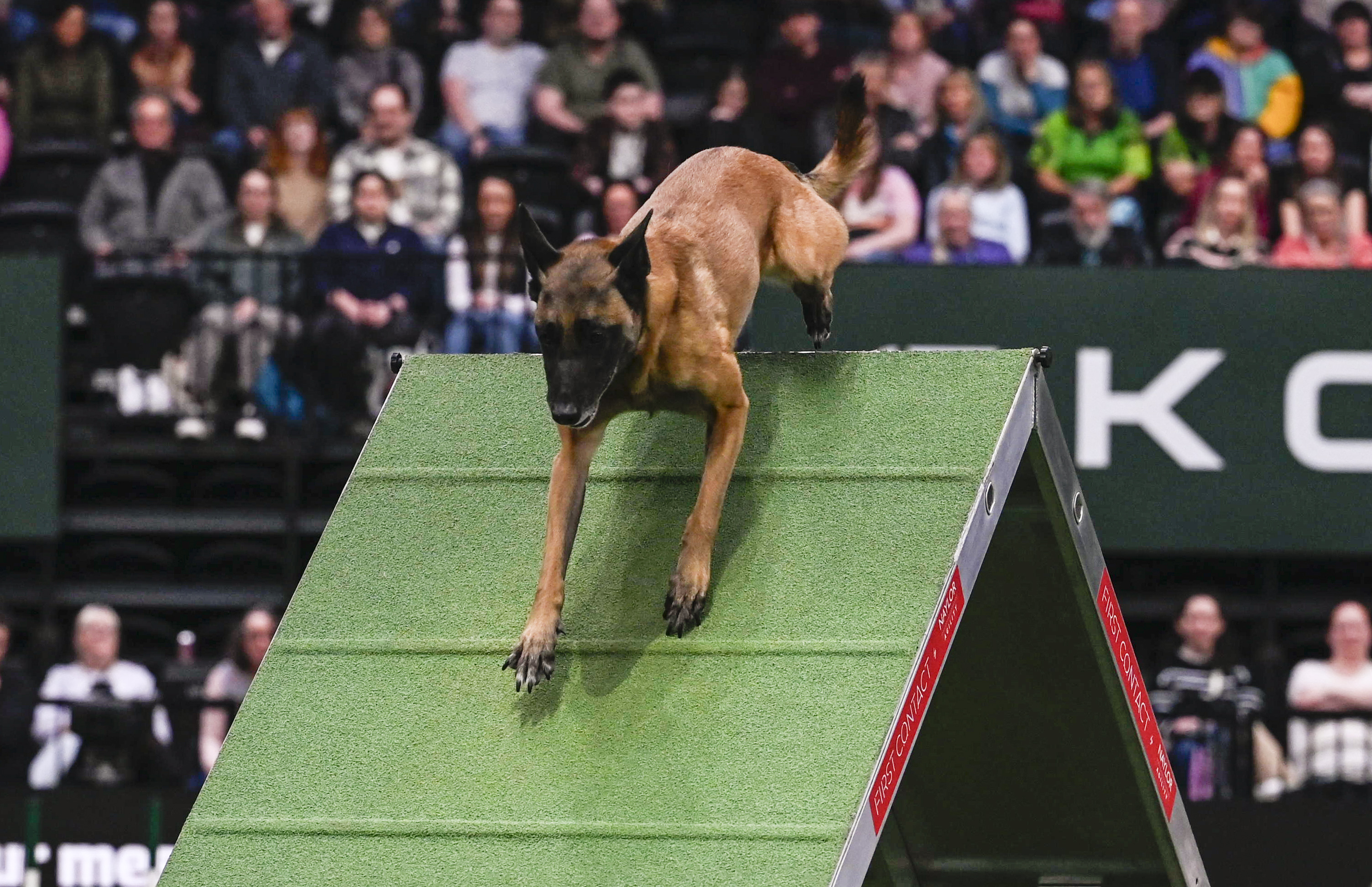 Dog at crufts