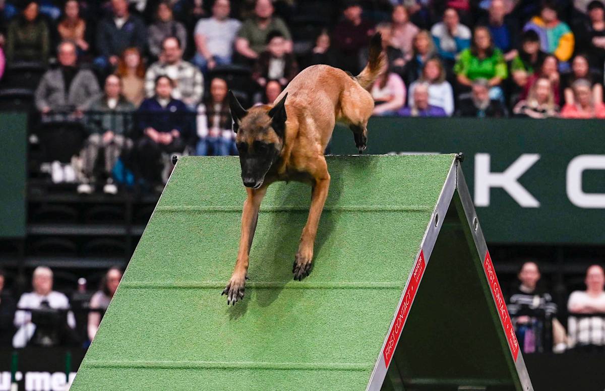 Dog at crufts