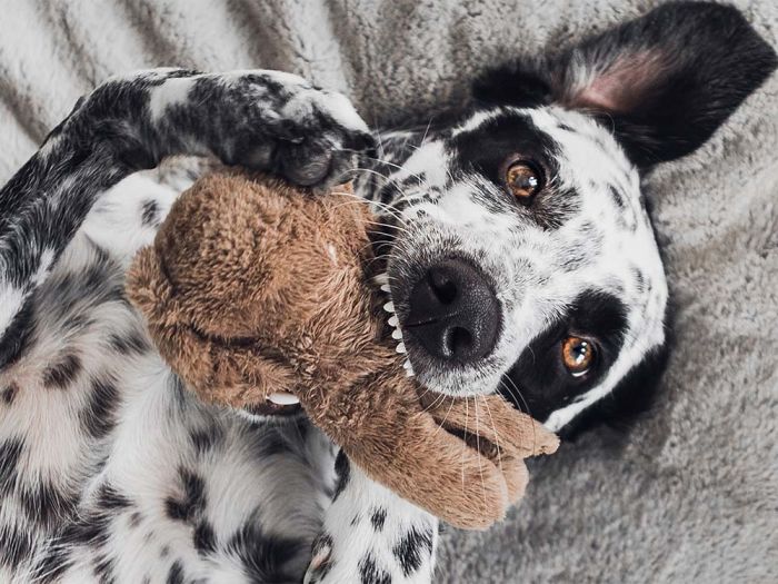 Dalmatian mix breed dog is playing with a dog toy on a soft surface