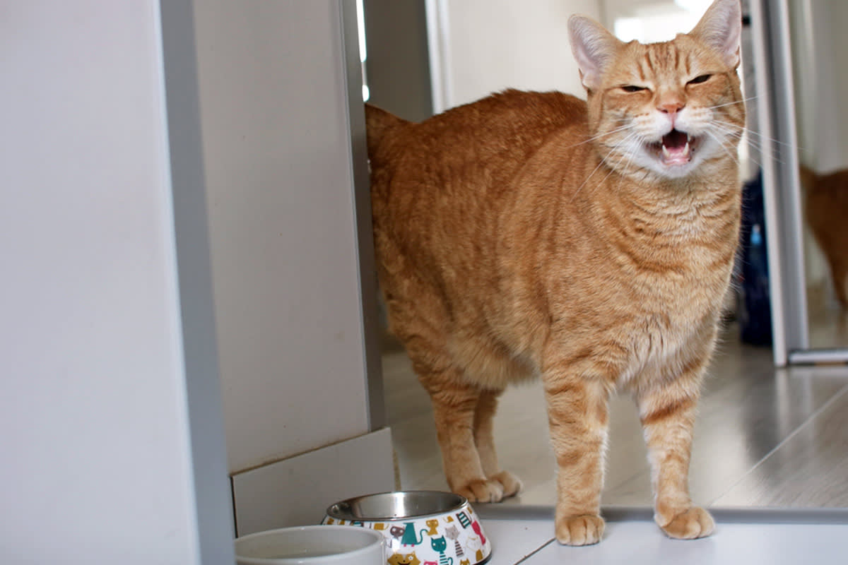 Cat meowing by food bowl