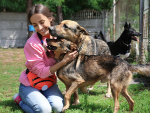 Female volunteer playing with rescue dogs at an outdoor animal shelter 