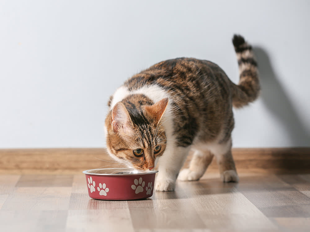 cat eating sensitive stomach food for cats