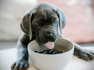Puppy eating a bowl of blueberries