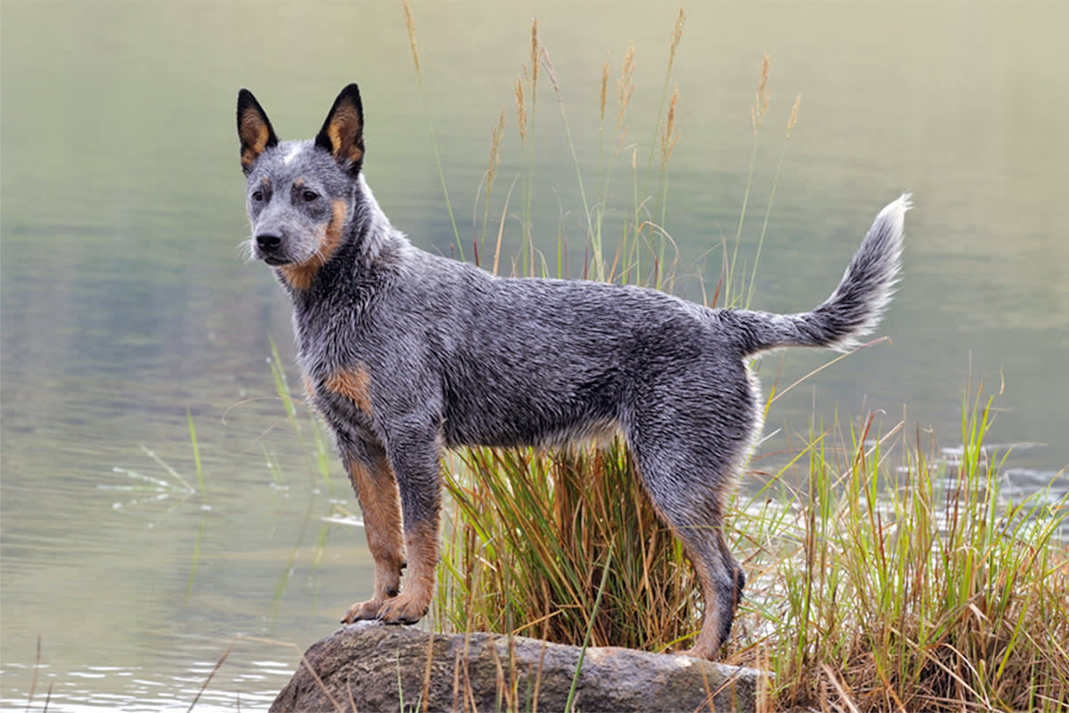 Australian Cattle Dog