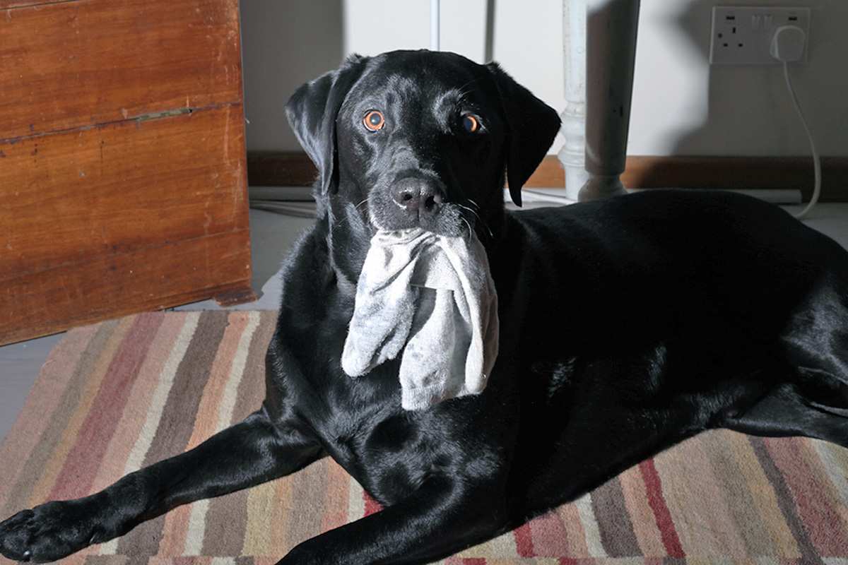 Dog with socks