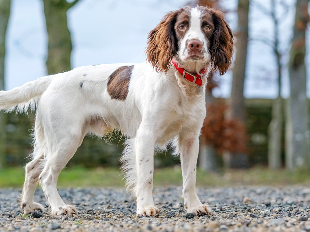 English Springer Spaniel