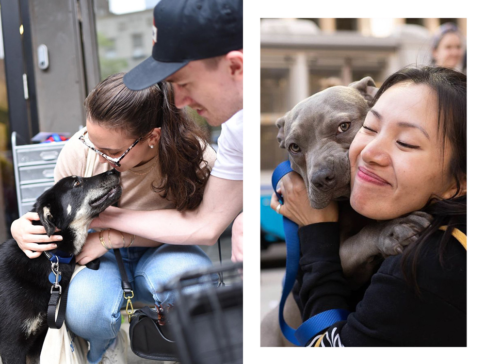 a black dog looks up at a woman; a woman hugs a large gray dog 
