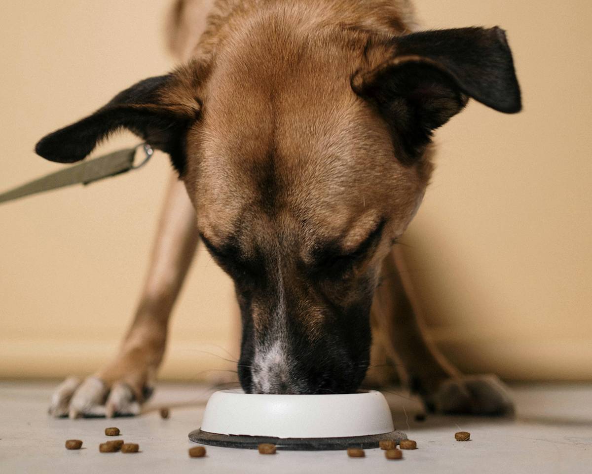 dog eating from a bowl