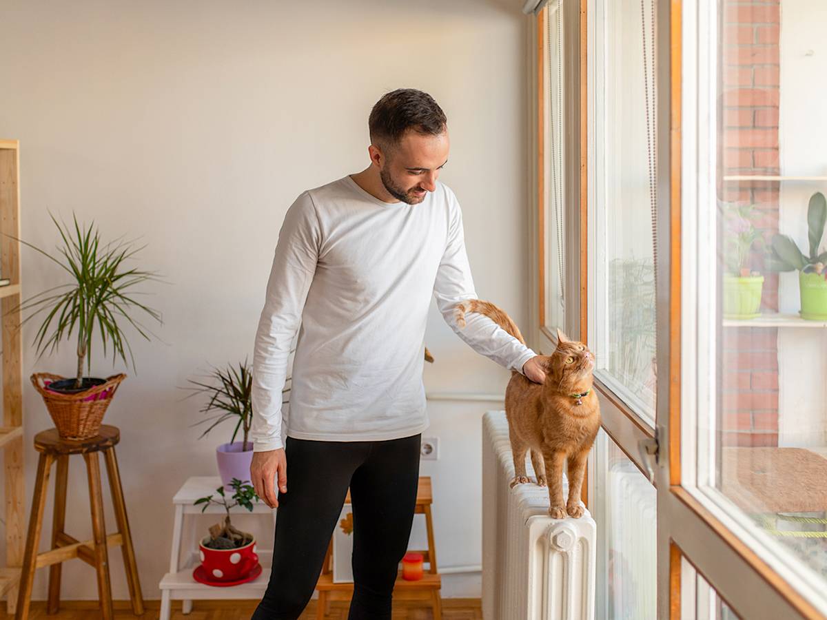 orange cat being stroked by man