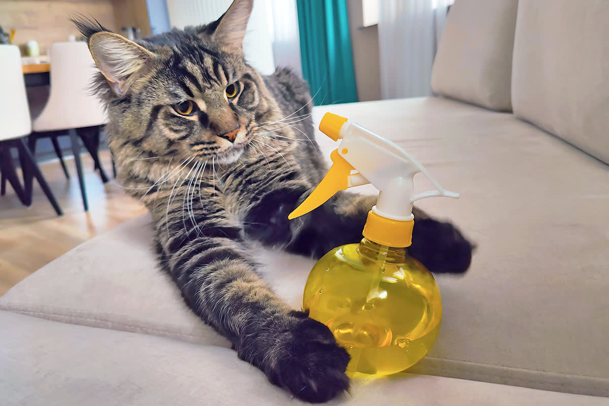 cat with yellow spray bottle