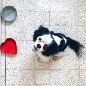 Alison Wu's dog Tilly looks up at the camera