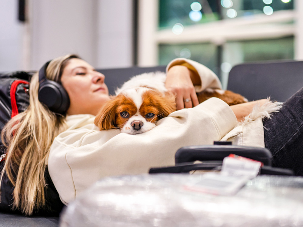 Woman at the airport with her dog laying on top of her.