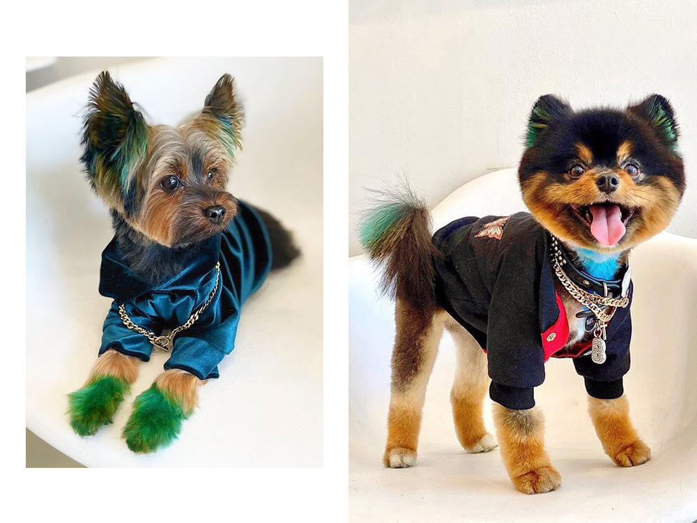 small dogs pose with green-dyed ear and tail tips 