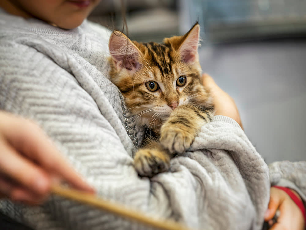 Cat in human's arms