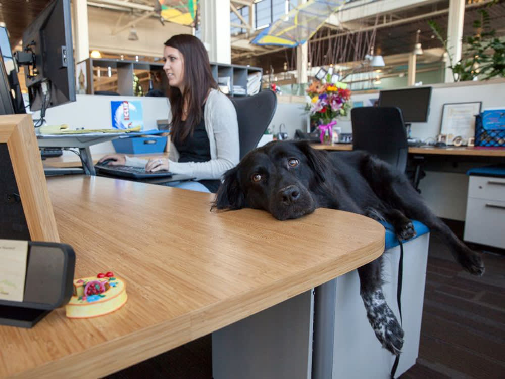 a dog lounges on a Clif bar employee's desk
