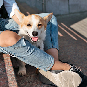 Cute corgi dog panting outside in the sun.