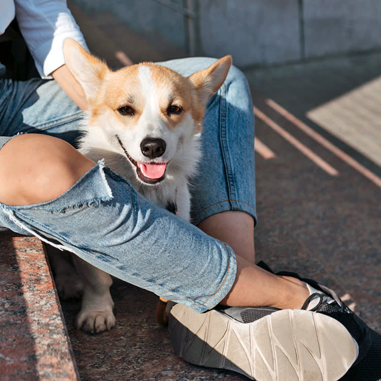 Cute corgi dog panting outside in the sun.