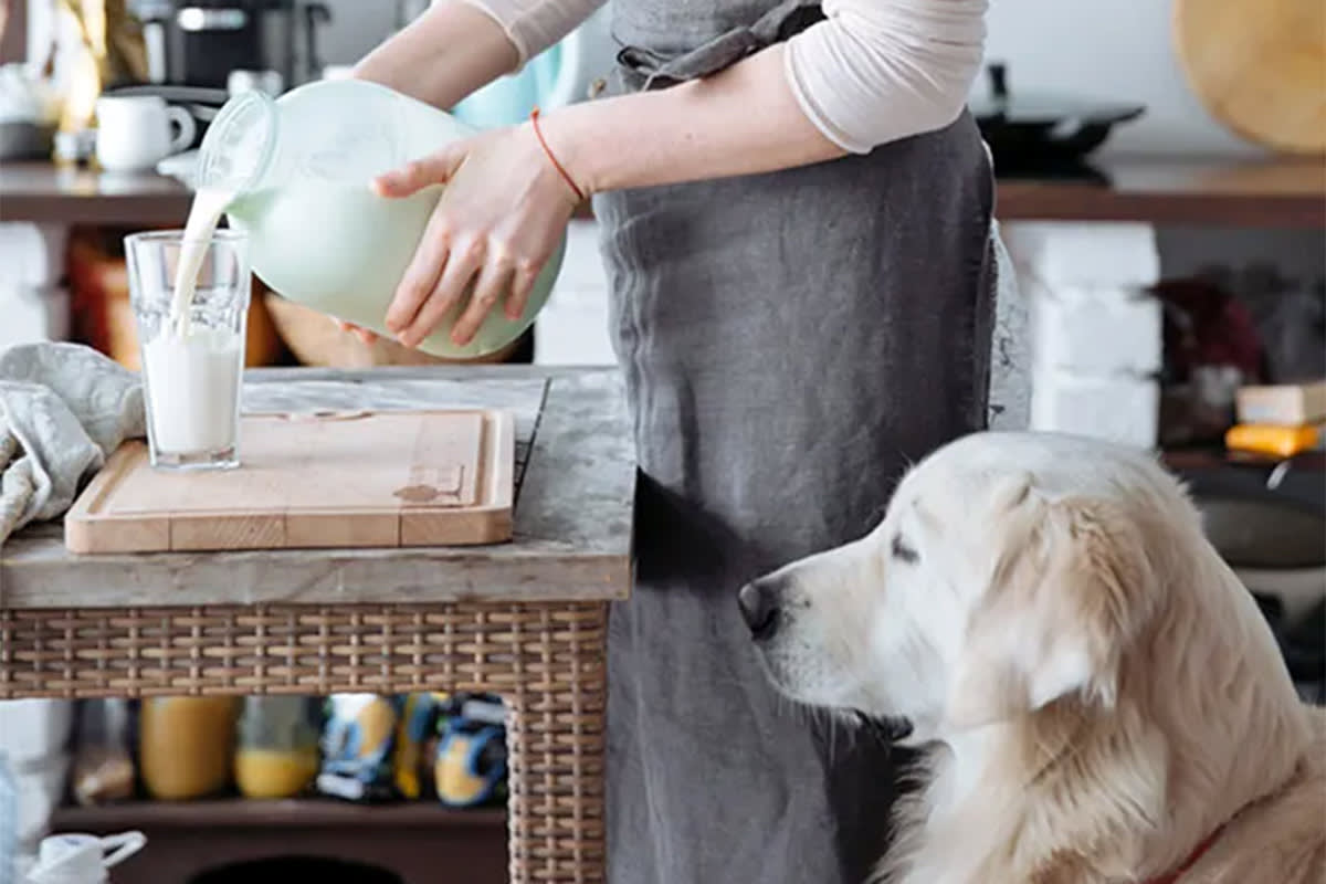 person pours milk near dog
