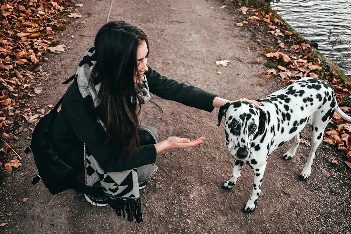 Dog stopped on a walk