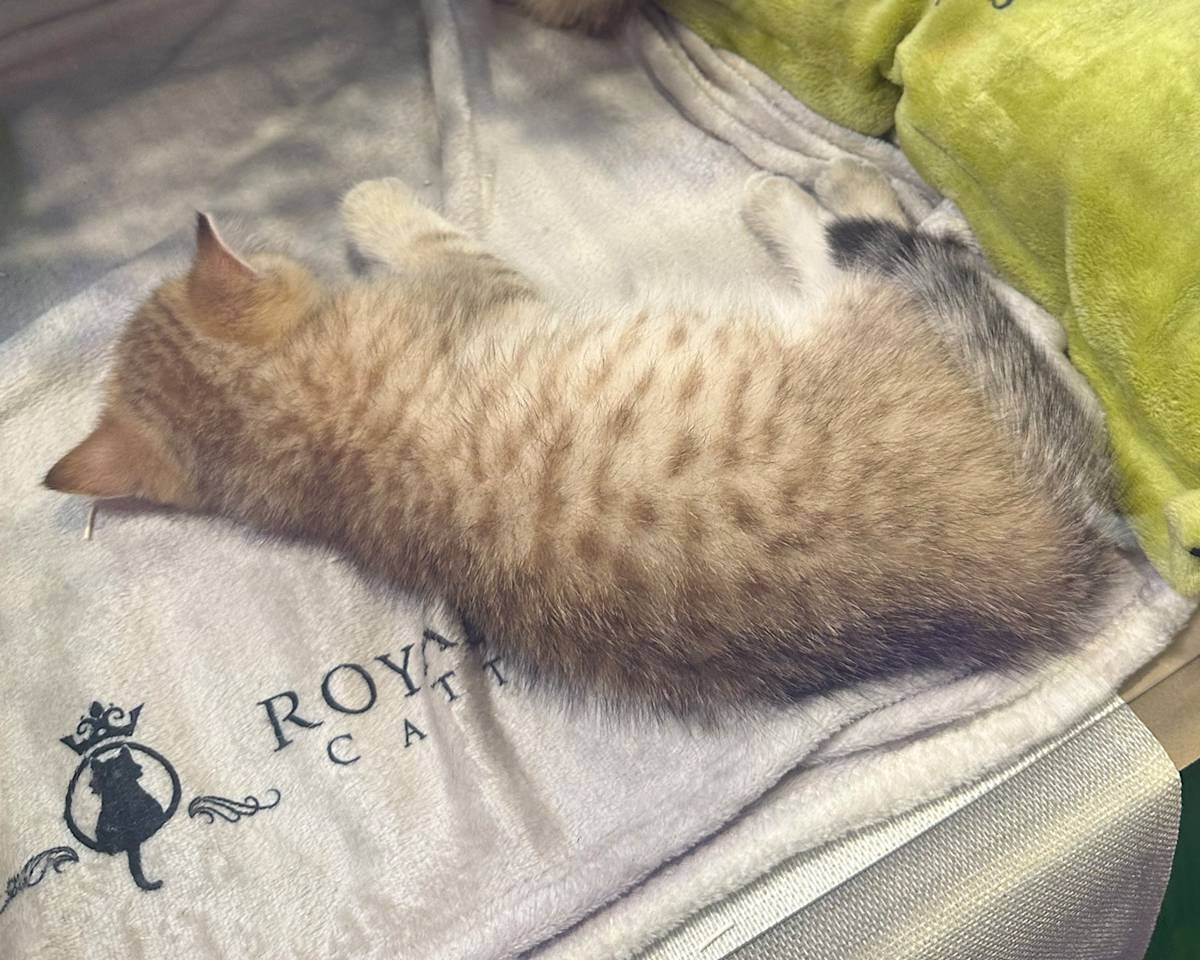 Golden British Shorthair Kitten