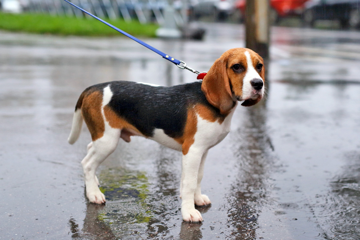 Beagle on a leash standing in the rain