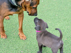 Two dogs meeting each other for the first time.