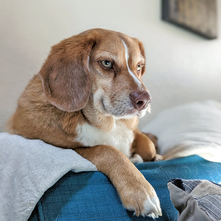 Old dog laying on the couch at home.