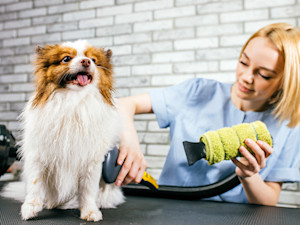 Cute puppy enjoy grooming by professional.
