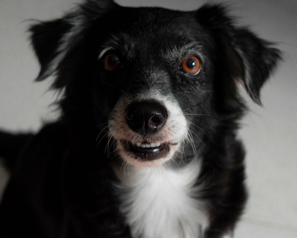 collie looking at camera