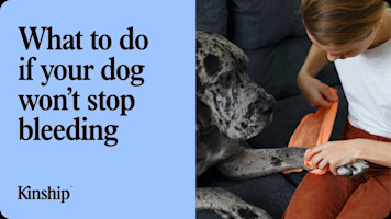 What to Do When Your Dog Is Bleeding
