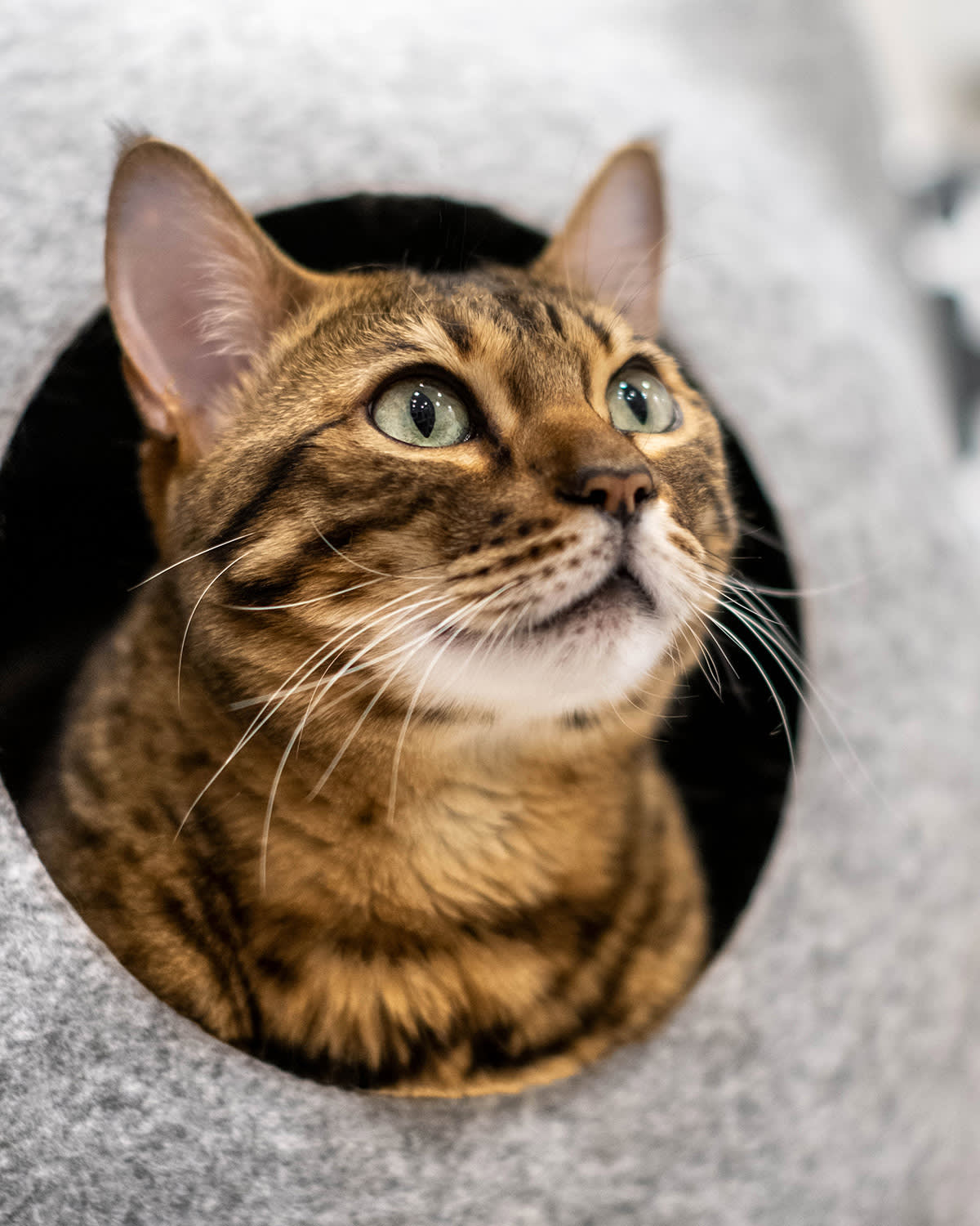 a picture of a bengal cat poking its head out of a felt cat house