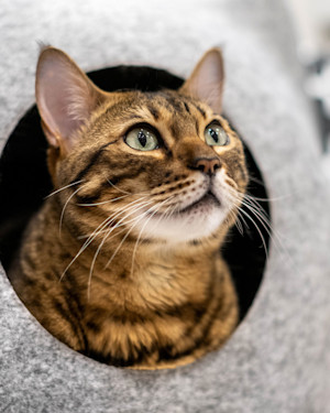 a picture of a bengal cat poking its head out of a felt cat house