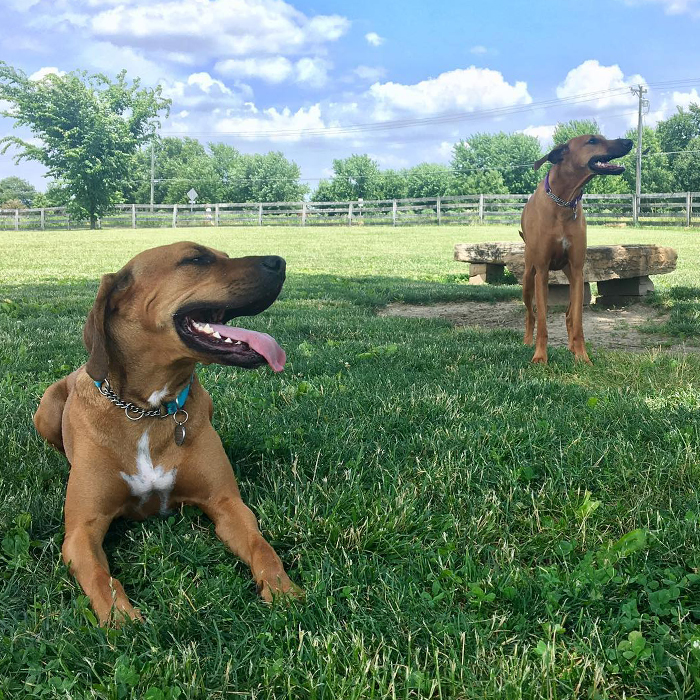 2 dogs outdoors at Wiggly Field
