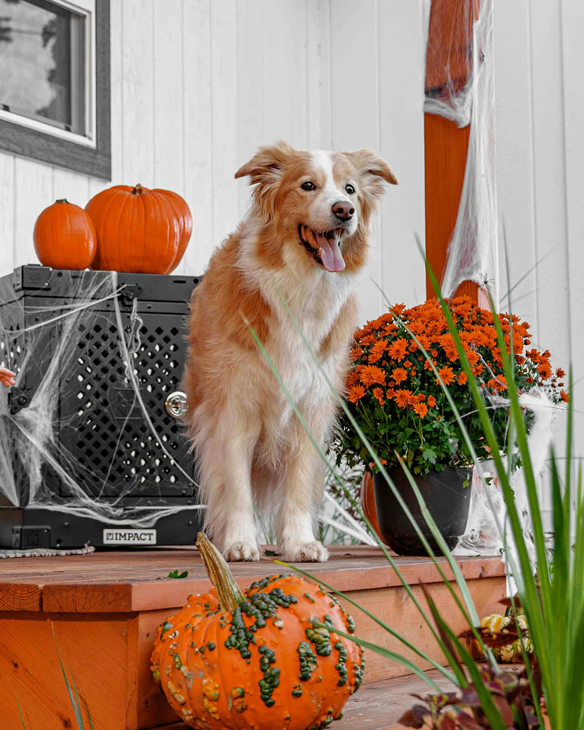 Australian shepherd dog on a porch at halloween