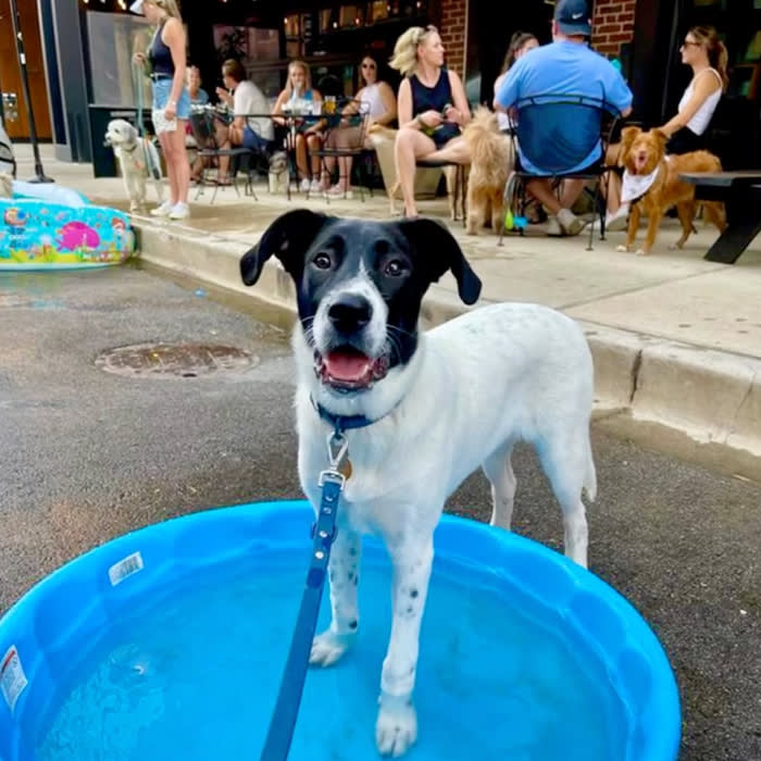 a dog standing in a dog pool 