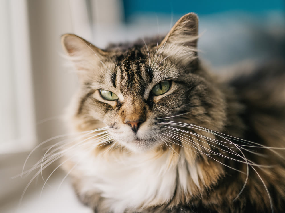 Close Up Portrait Of A Moody Maine Coon Cat