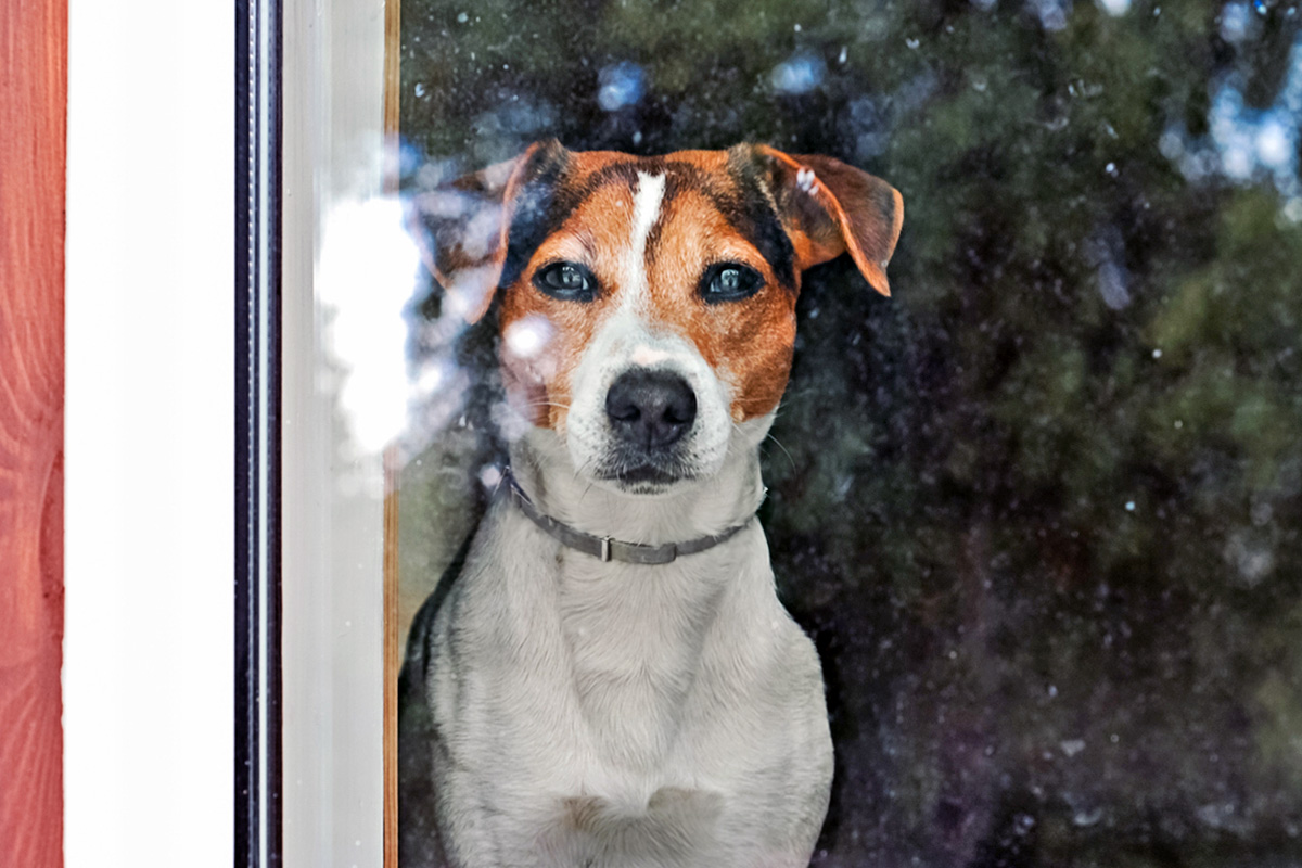 dog staring out glass door 
