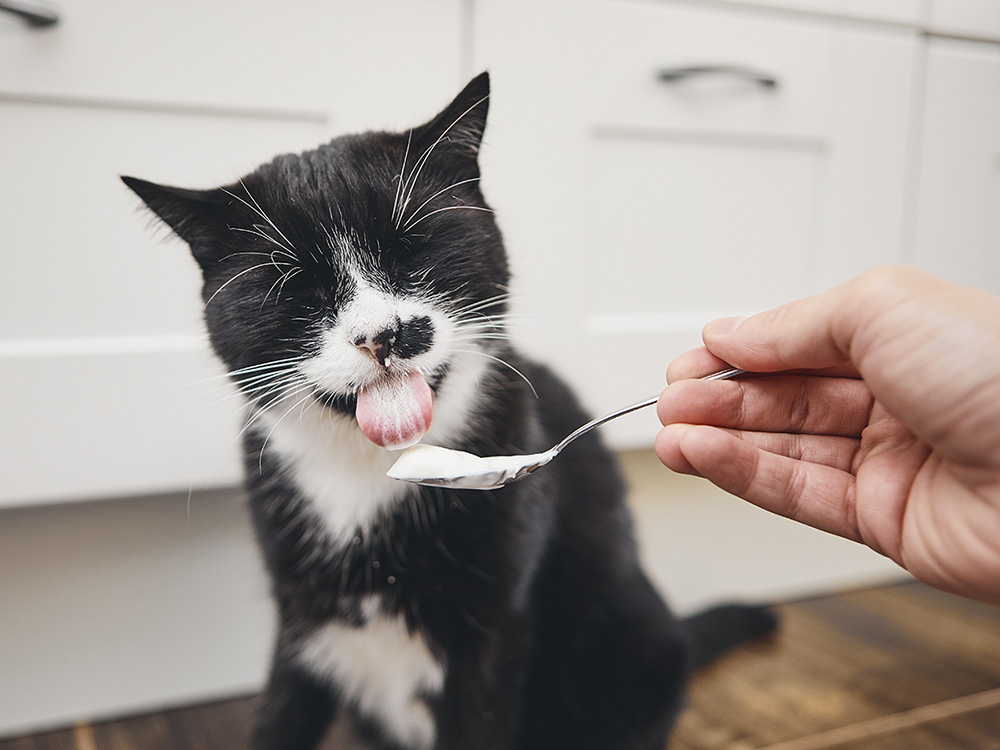 best probiotic cat food