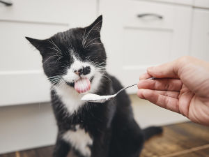 A cat licking yogurt from a spoon. 