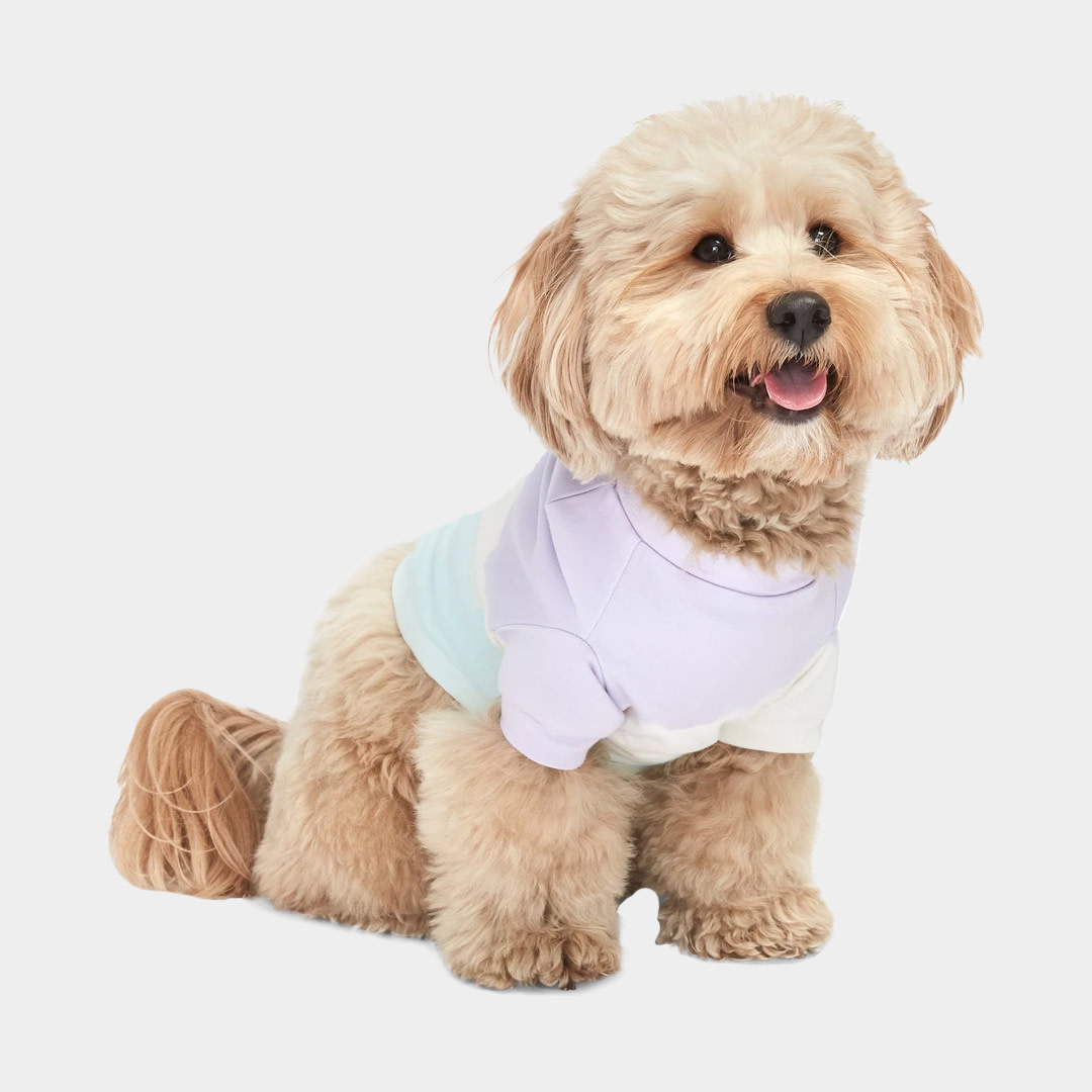 fluffy terrier in sweater