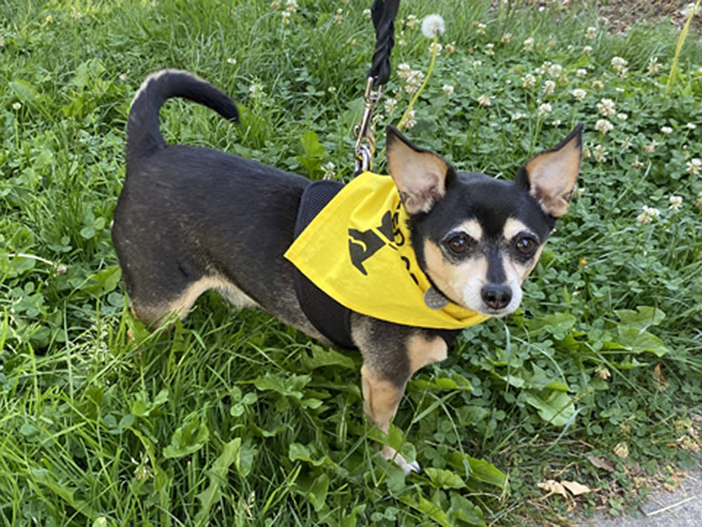 The yellow bandana is part of a new international movement for reactive dogs.
Dogs wearing yellow are often signalling that they need space and could become reactive if approached by another person or off-leash dog.