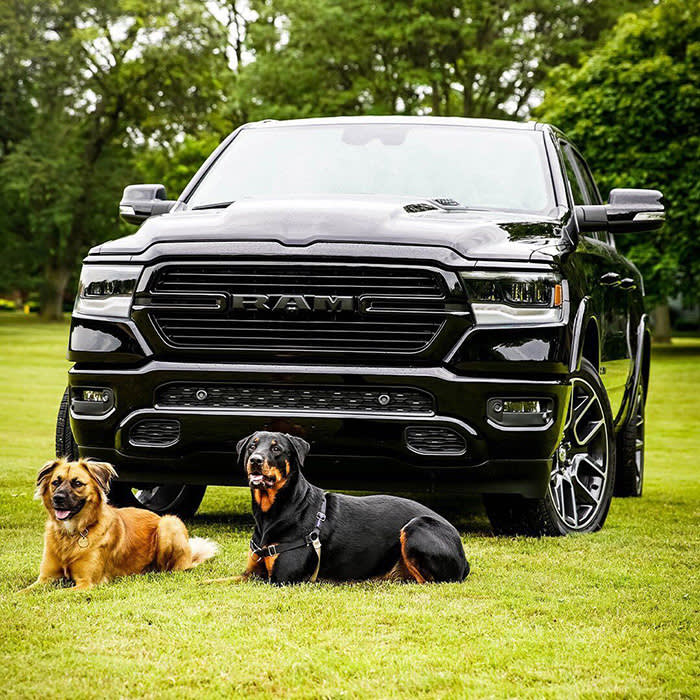 a Ram with two dogs in front of it