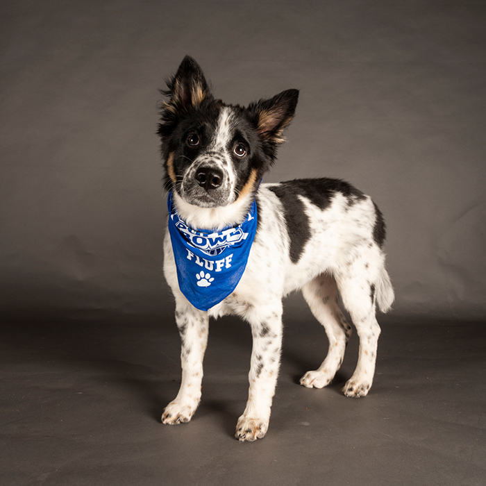 Kali puppy bowl 