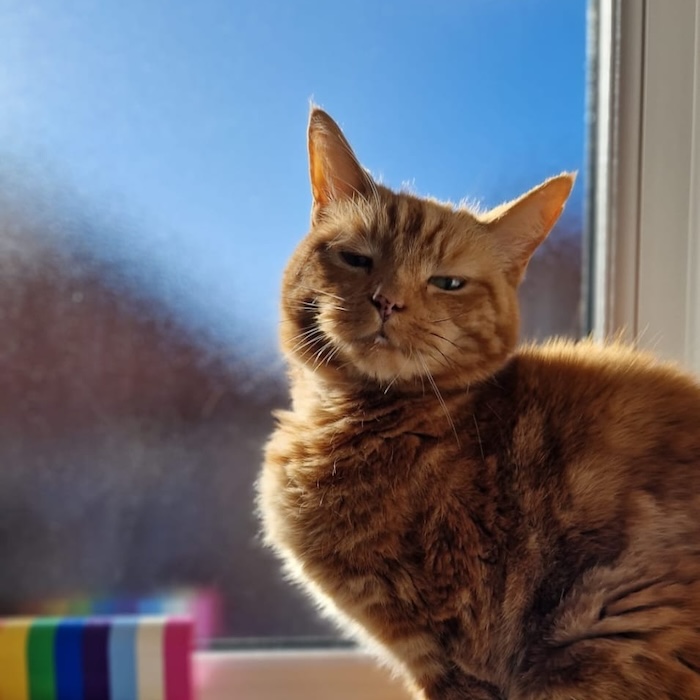 an orange cat against a window with blue sky outside