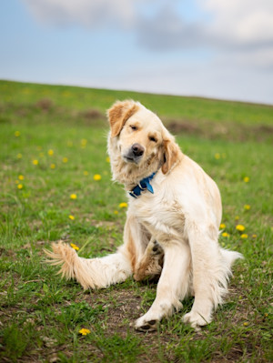 a golden retriever itches in a field with dandelions